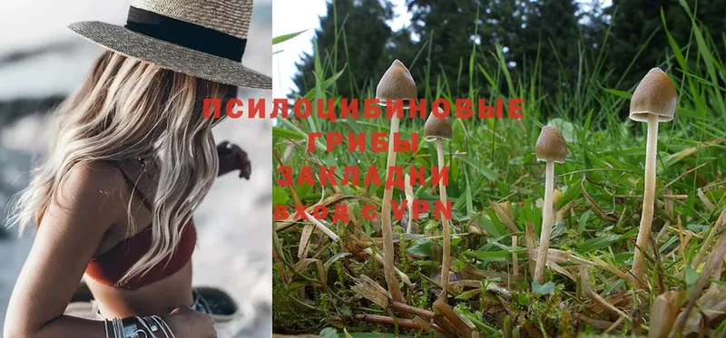 Псилоцибиновые грибы Magic Shrooms  Тольятти 